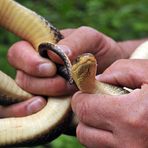 Äskulapnatter: Mit Elfenbein – Bauch