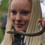 Äskulapnatter: Schlangen brauchen Freunde
