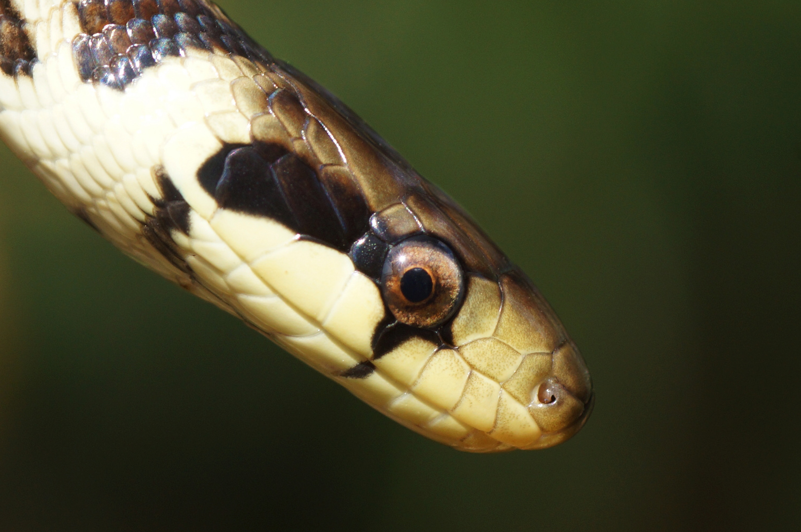 Äskulapnatter (Zamenis longissimus)