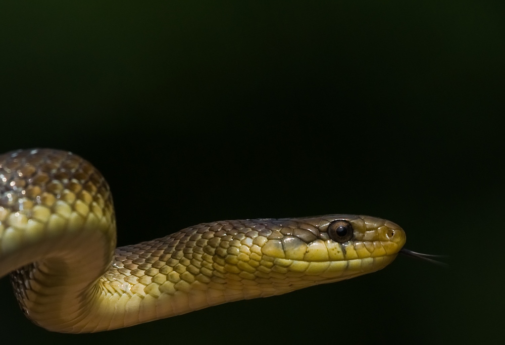 Äskulapnatter (Zamenis longissimus)