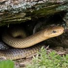 Äskulapnatter (Zamenis longissimus) - 2