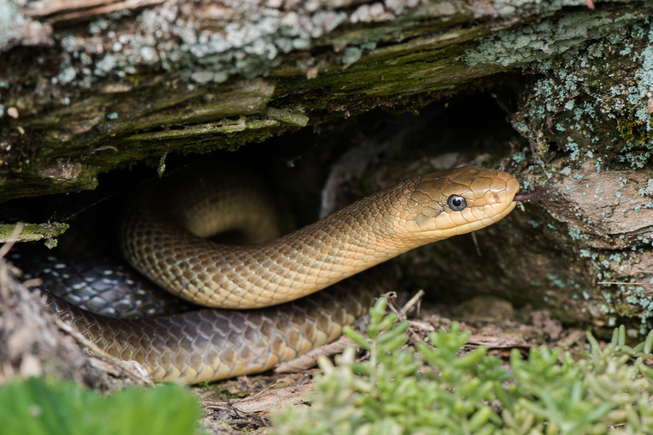 Äskulapnatter (Zamenis longissimus) - 2