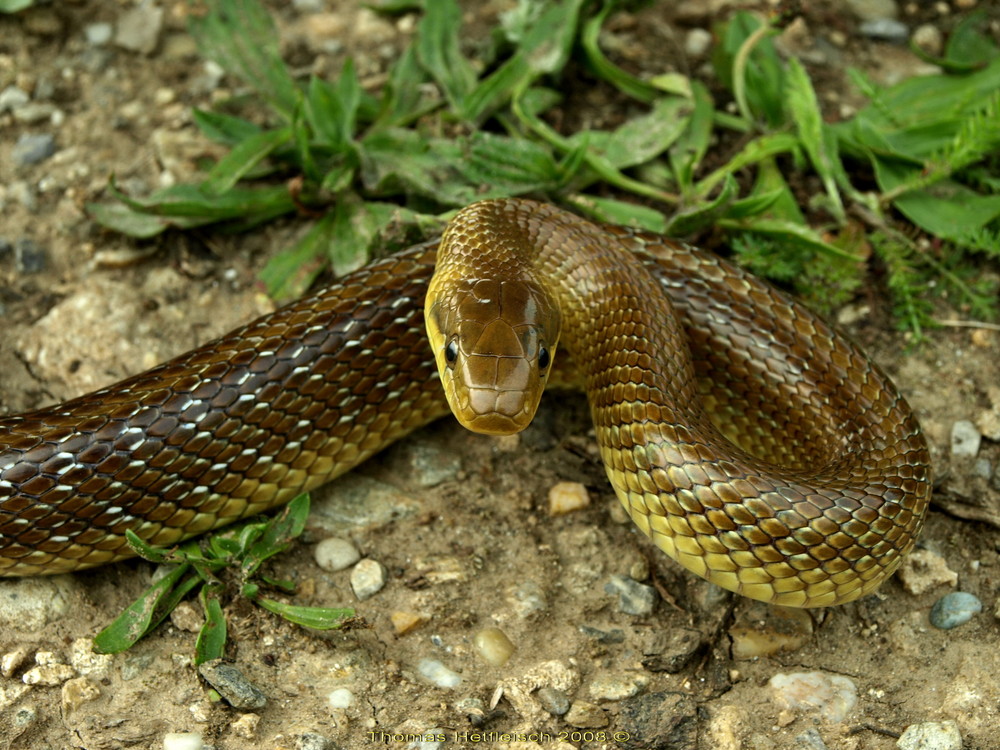 Äskulapnatter (Zamenis Longissimus)