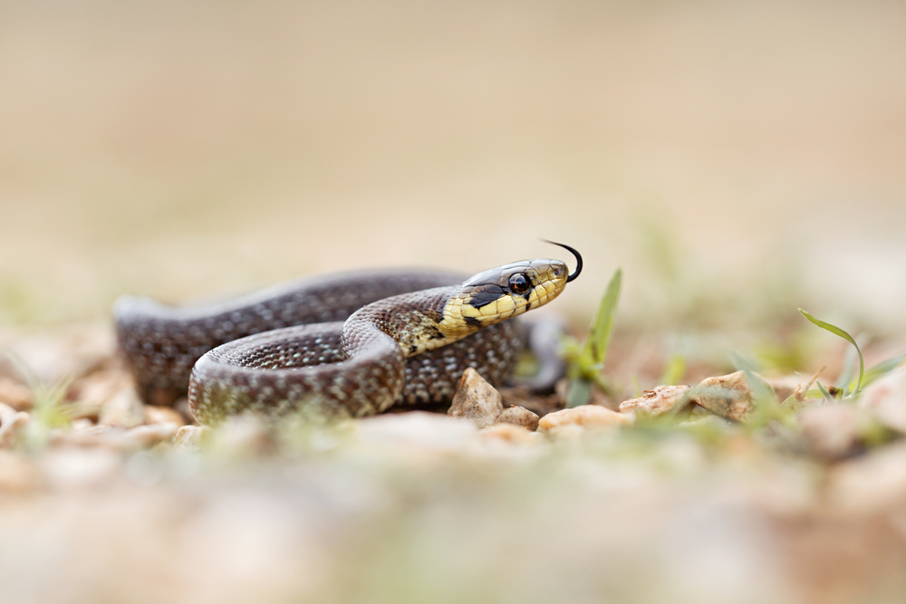 Äskulapnatter (Zamenis longissimus)