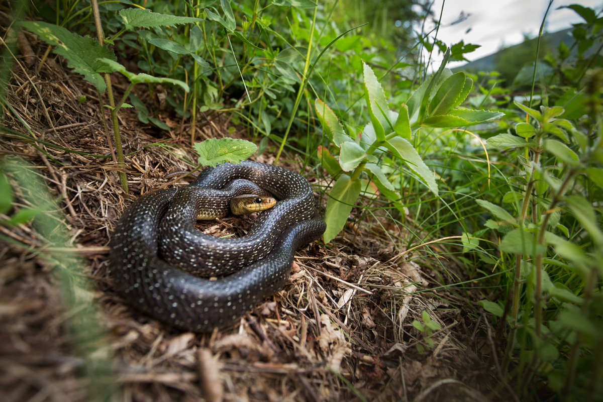 Äskulapnatter (Zamenis longissimus)