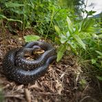 Äskulapnatter (Zamenis longissimus)