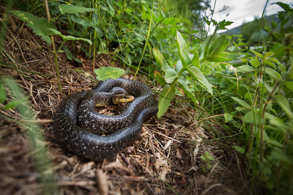 Äskulapnatter (Zamenis longissimus)