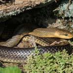 Äskulapnatter (Zamenis longissimus)