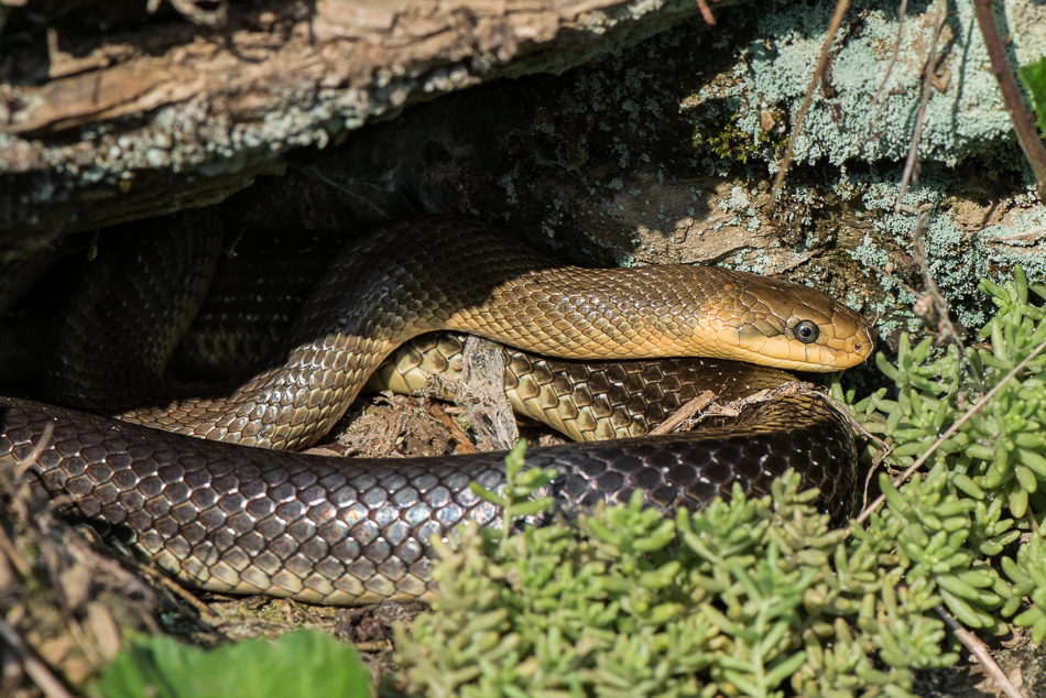 Äskulapnatter (Zamenis longissimus)