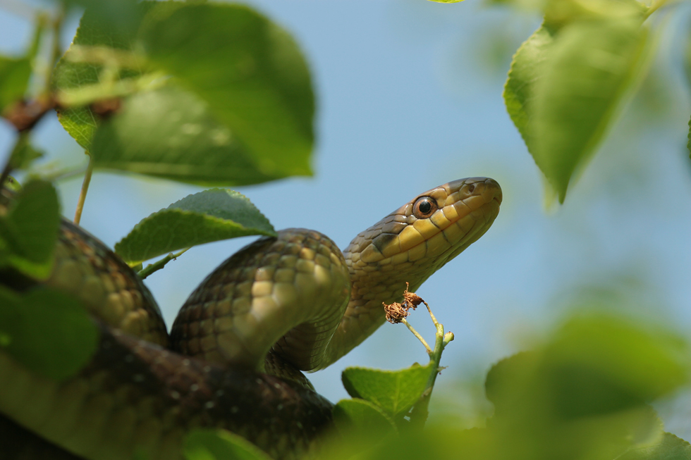 Äskulapnatter (Zamenis Longissimus)