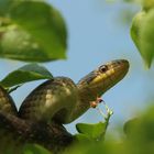 Äskulapnatter (Zamenis Longissimus)