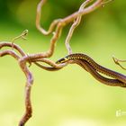 Äskulapnatter-(Zamenis-longissimus)