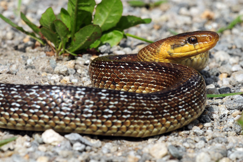 Äskulapnatter ( Zamenis longissimus )