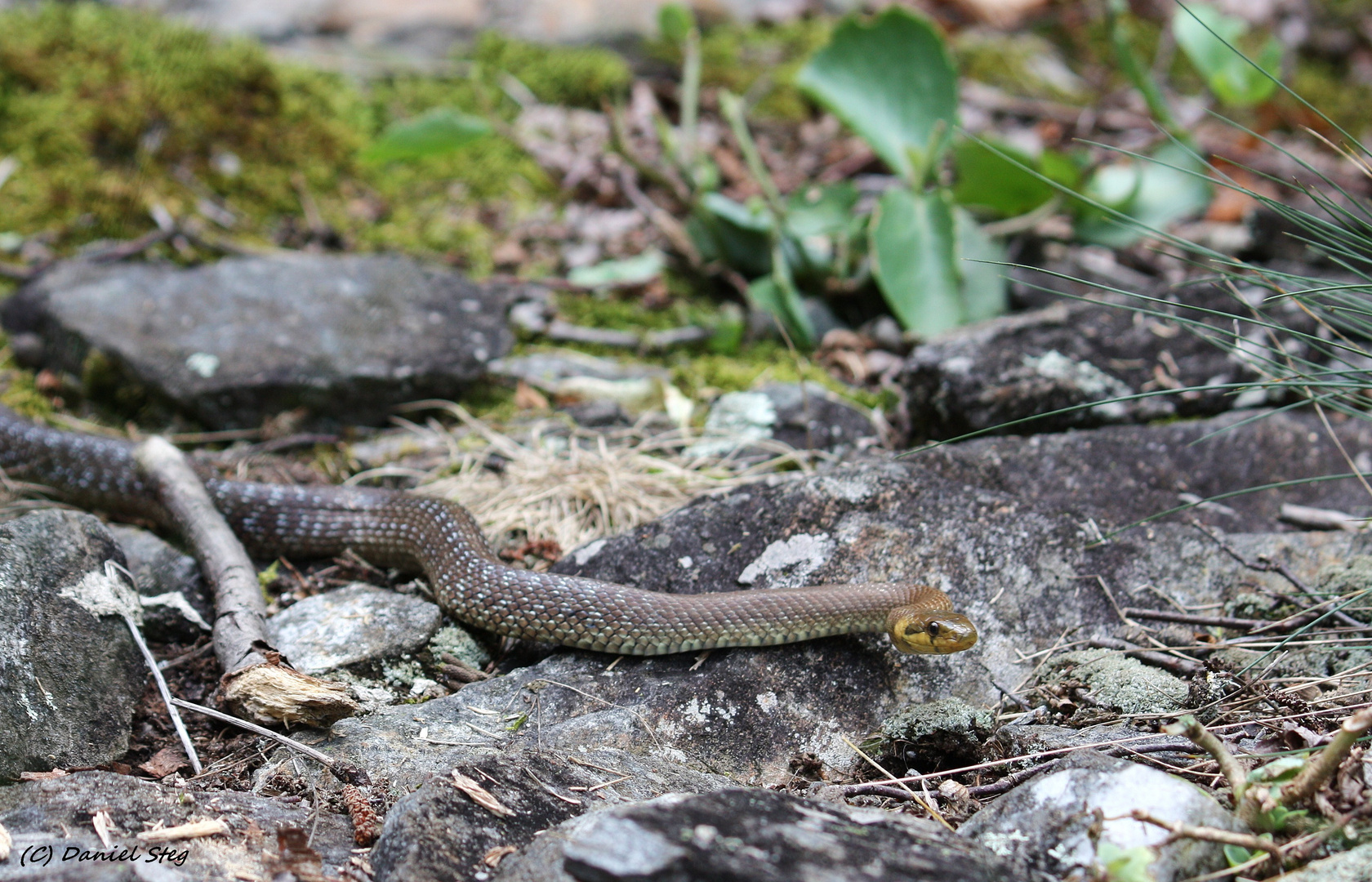 Äskulapnatter ( Zamenis longissimus)