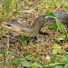 Äskulapnatter: Züngeln und Tschüs mit blauen Augen