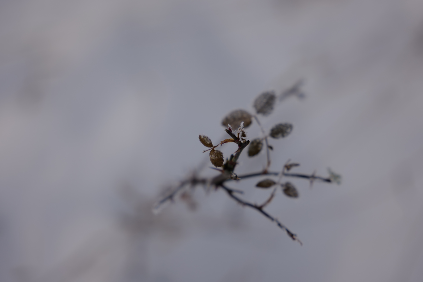 Ästchen im Winter