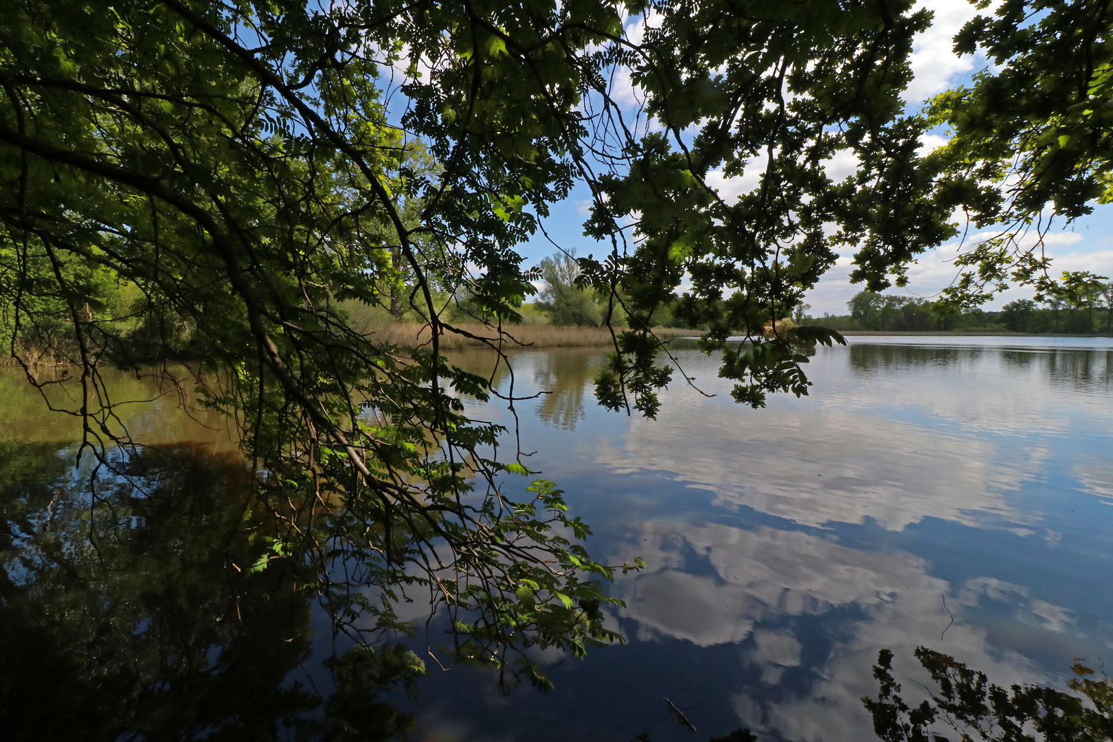 Äste am Ufer