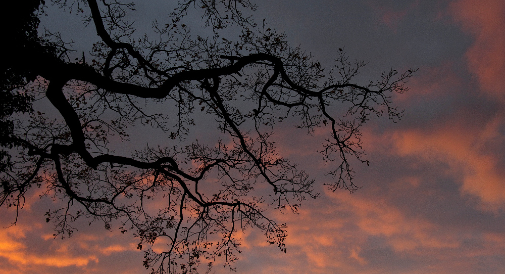 Äste bei Sonnenuntergang