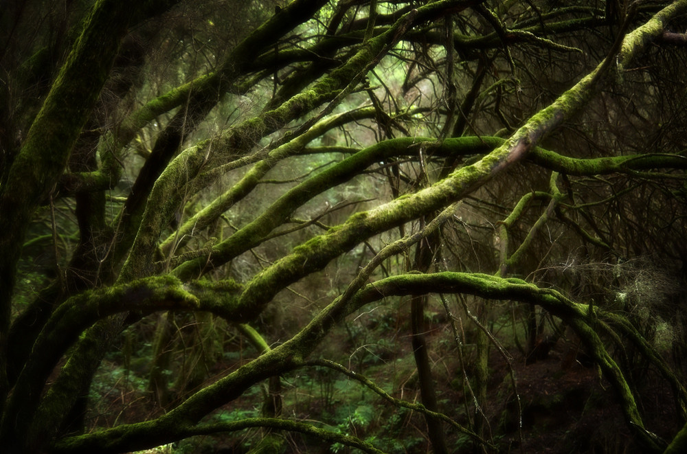 Äste bemoost, Nebelwald, La Gomera