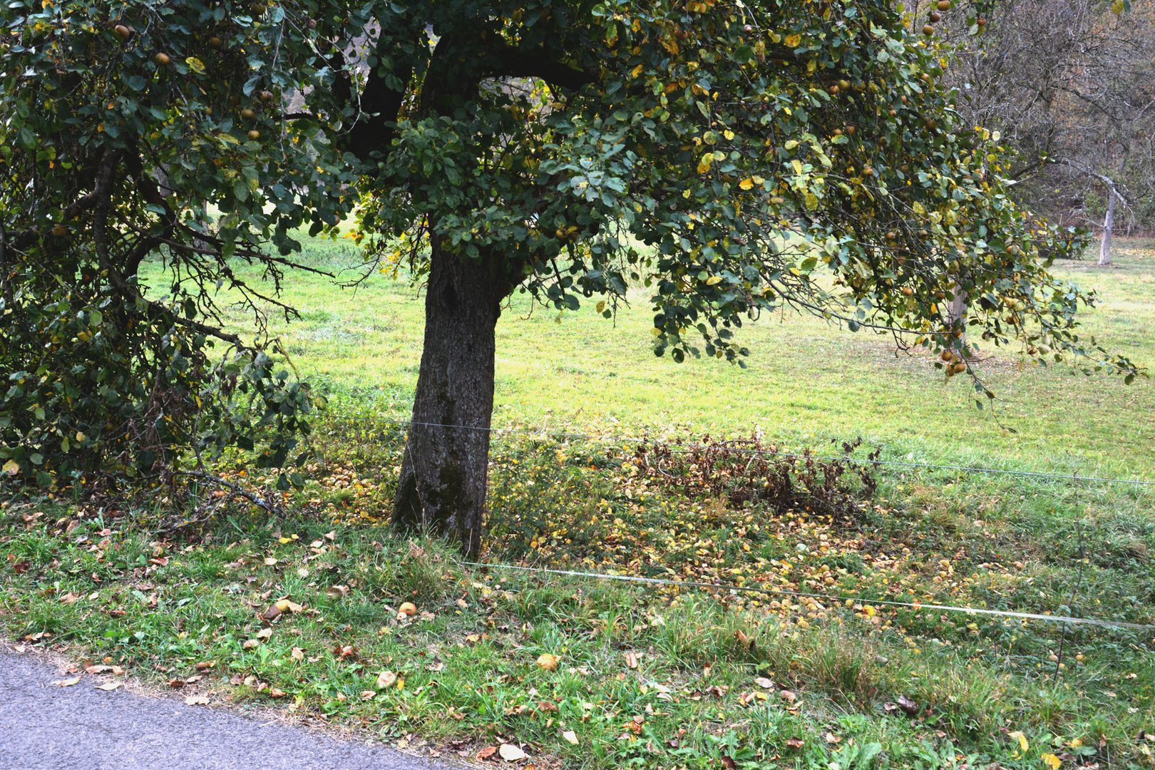  Äste brechen unter der Last großen Menge der Äpfel