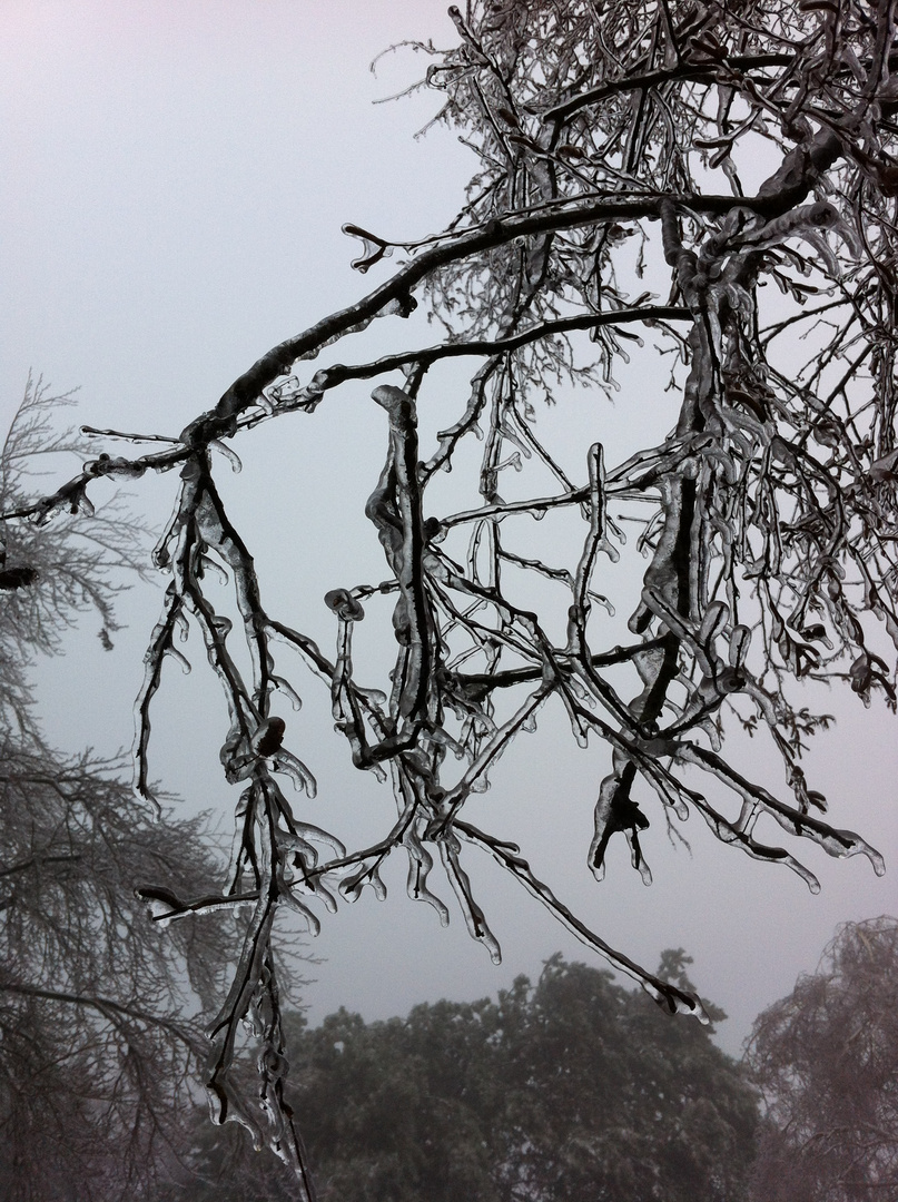 Äste einmal anders im Eisregen