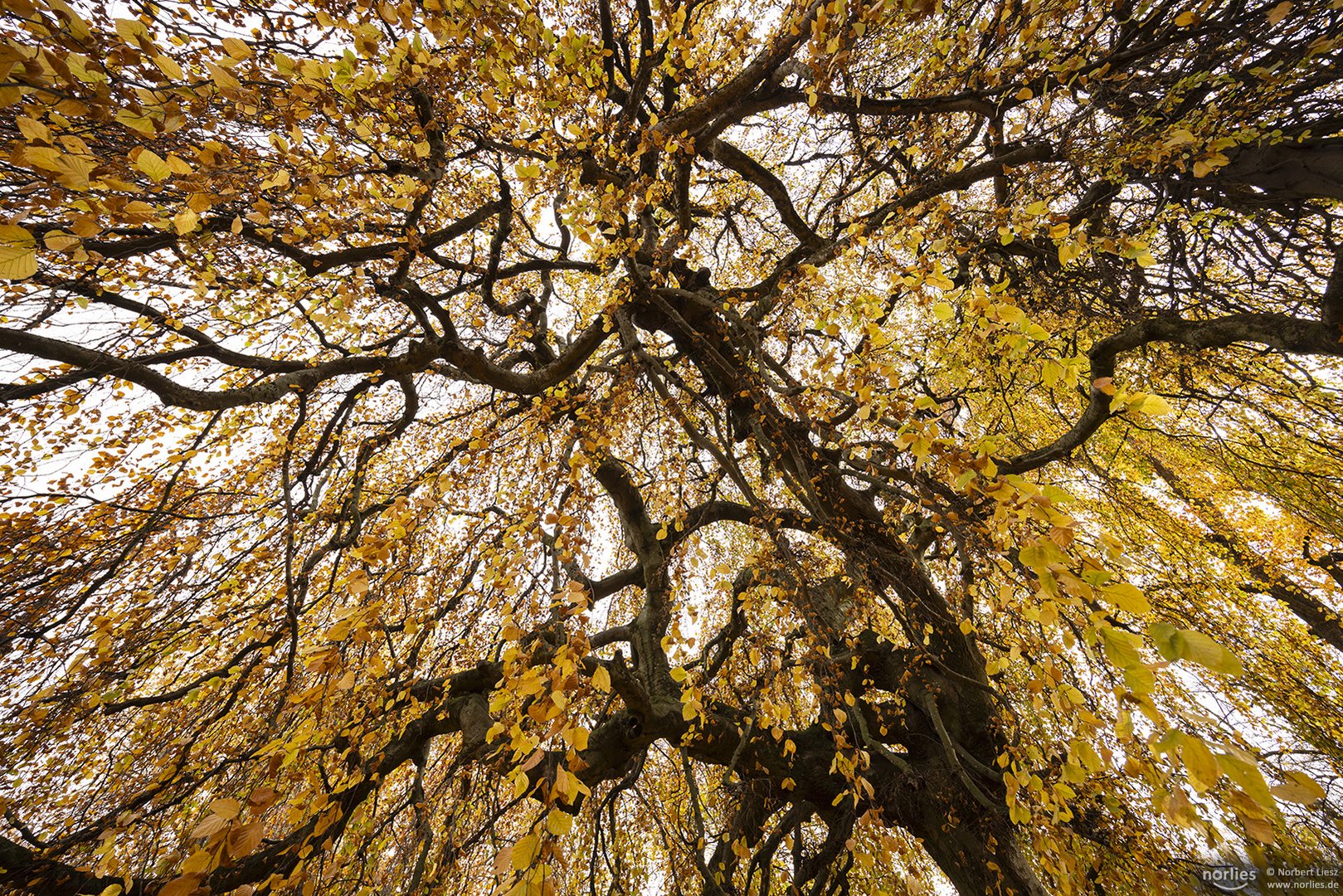 Äste im Herbst