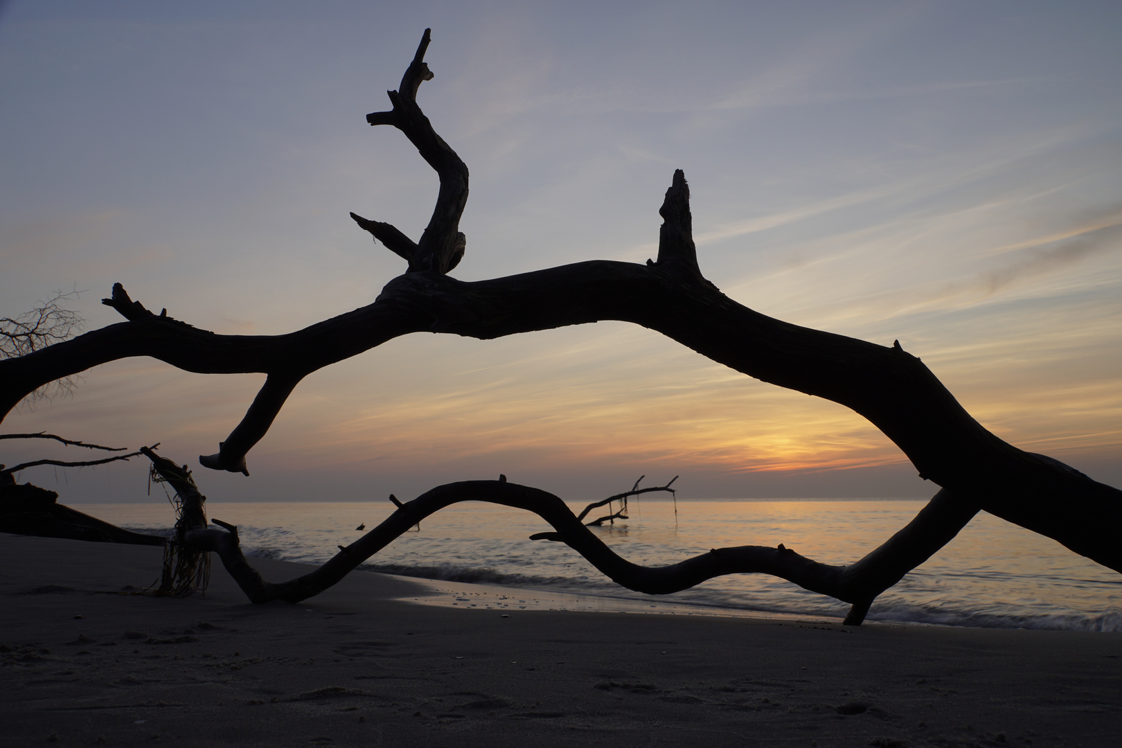 Äste im Meer bei Sonnenuntergang