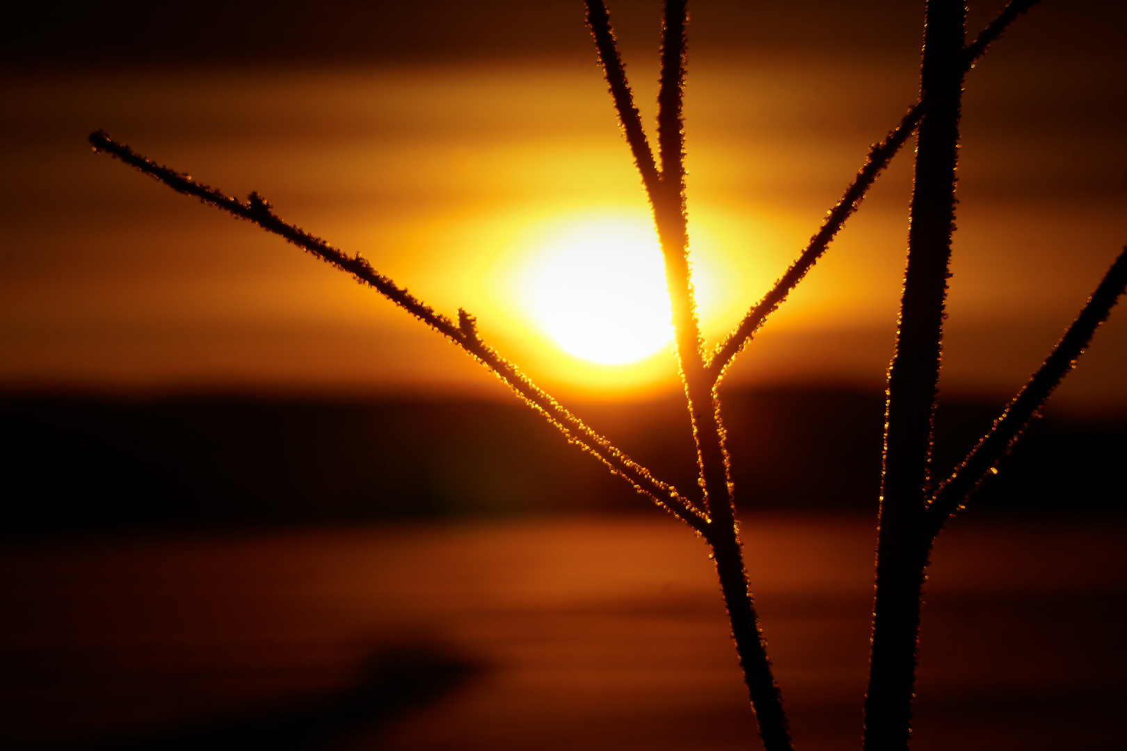 Äste im Morgenlicht