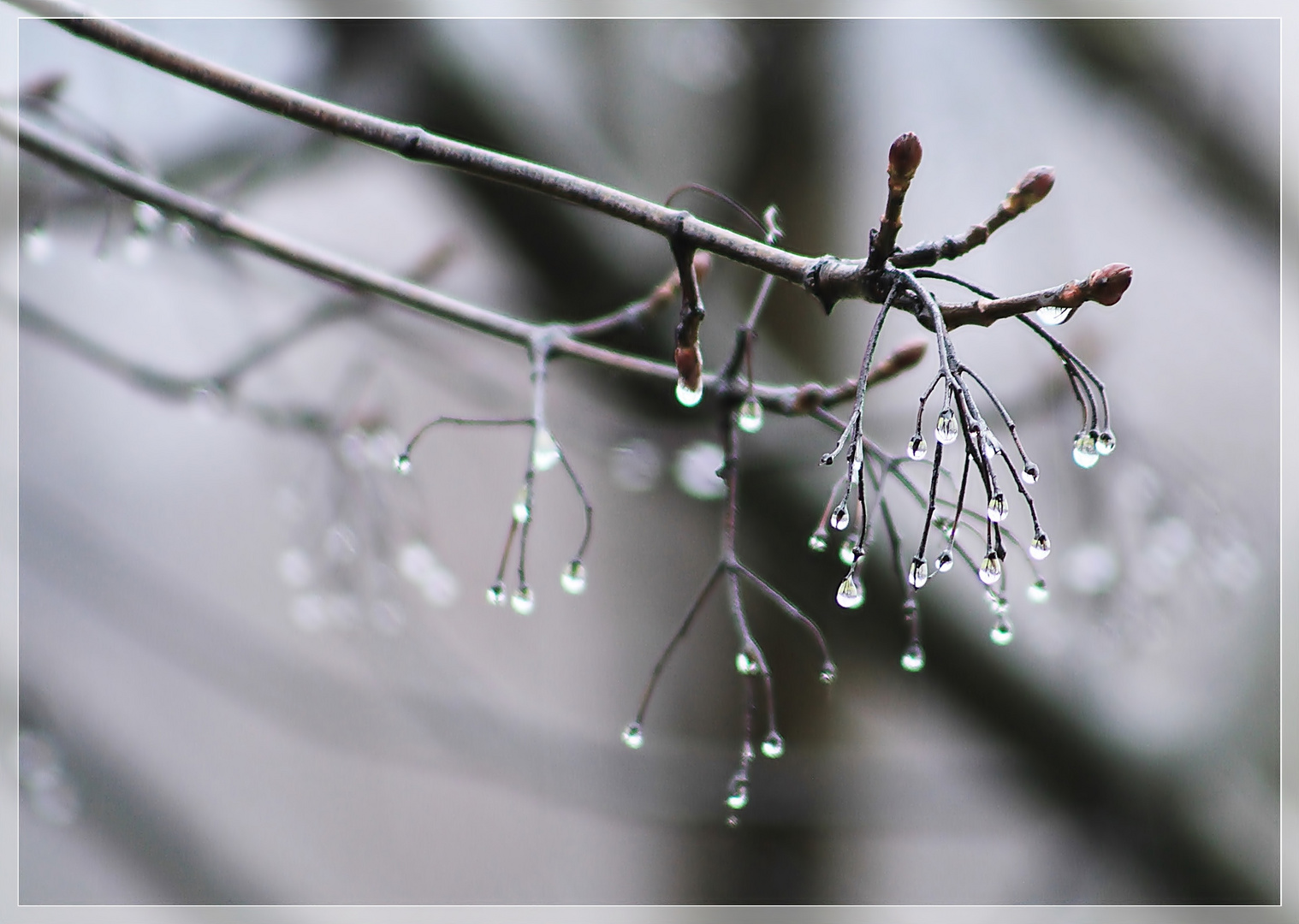 Äste im Regen