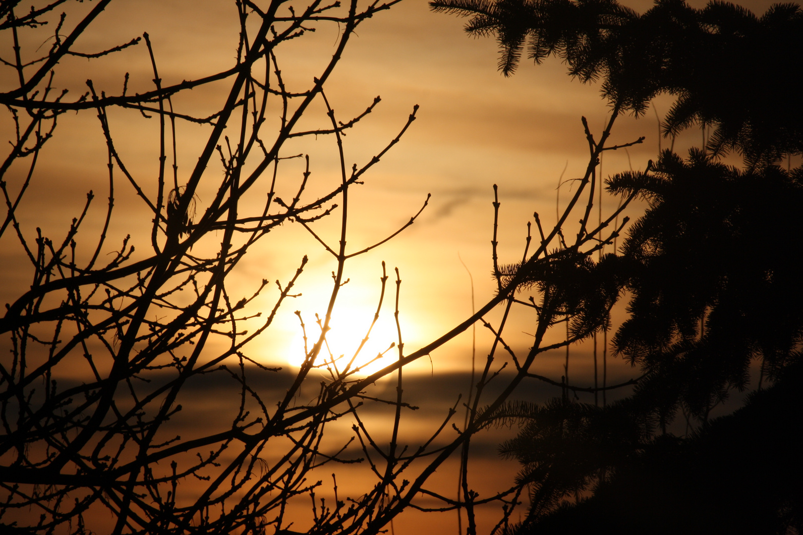 Äste im Sonnenuntergang