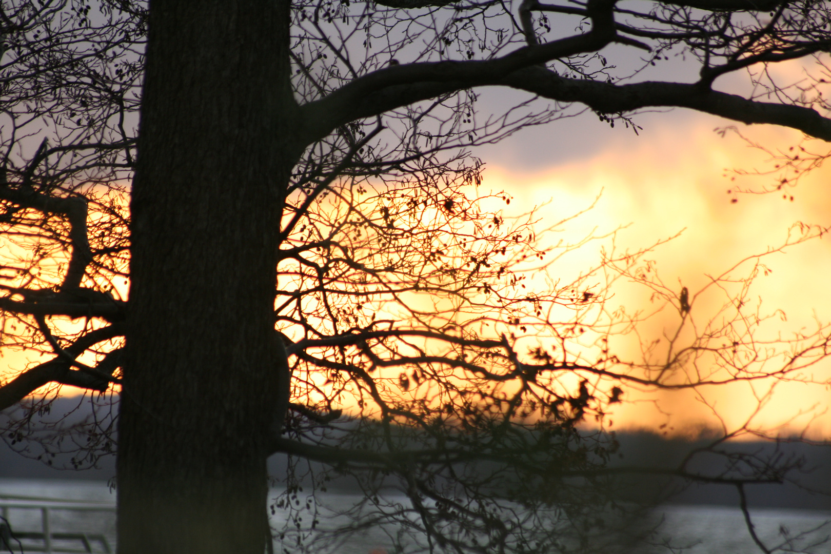 Äste im Sonnenuntergang