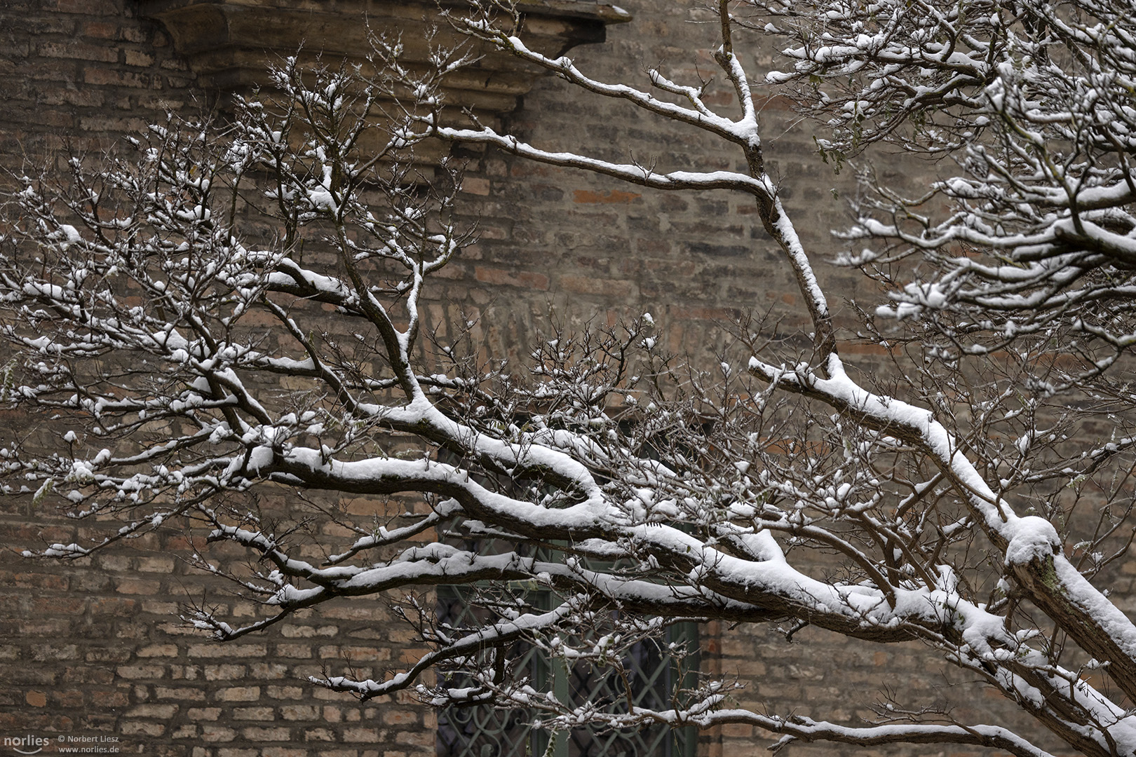 Äste mit Schnee