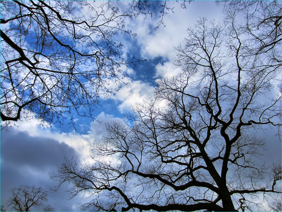 Äste ragen in den Himmel