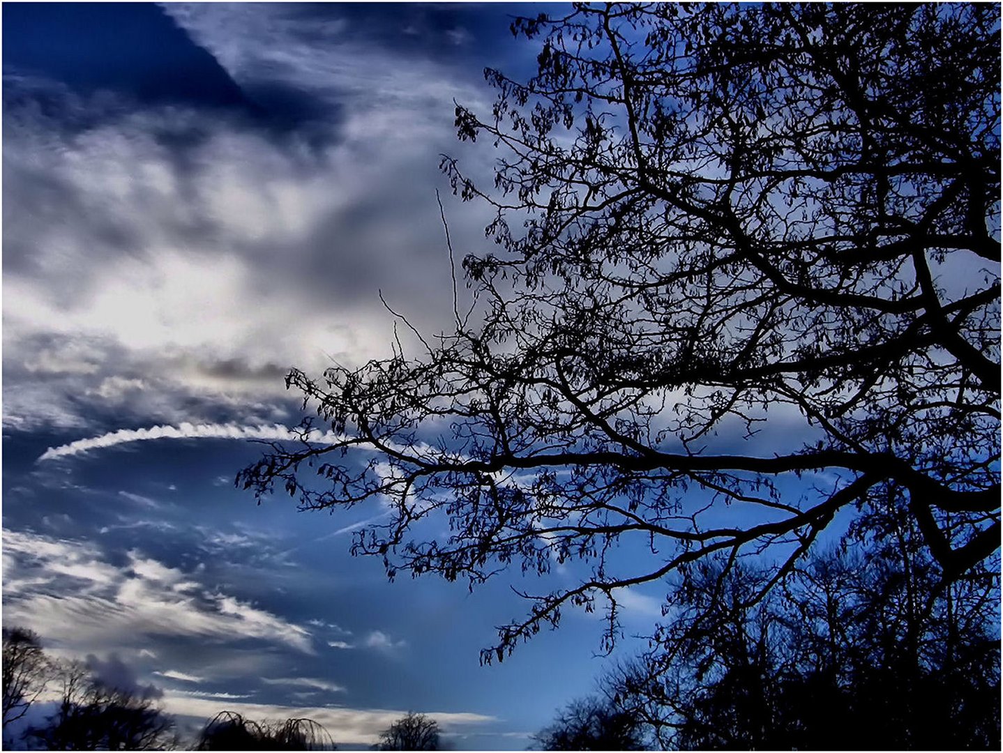 Äste ragen in den Himmel