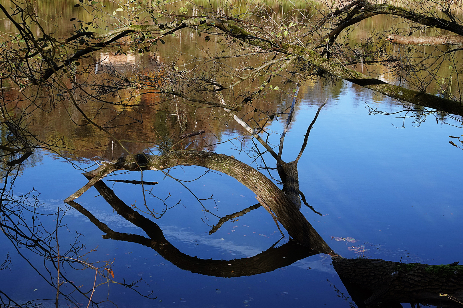 Äste spiegeln sich im Wasser