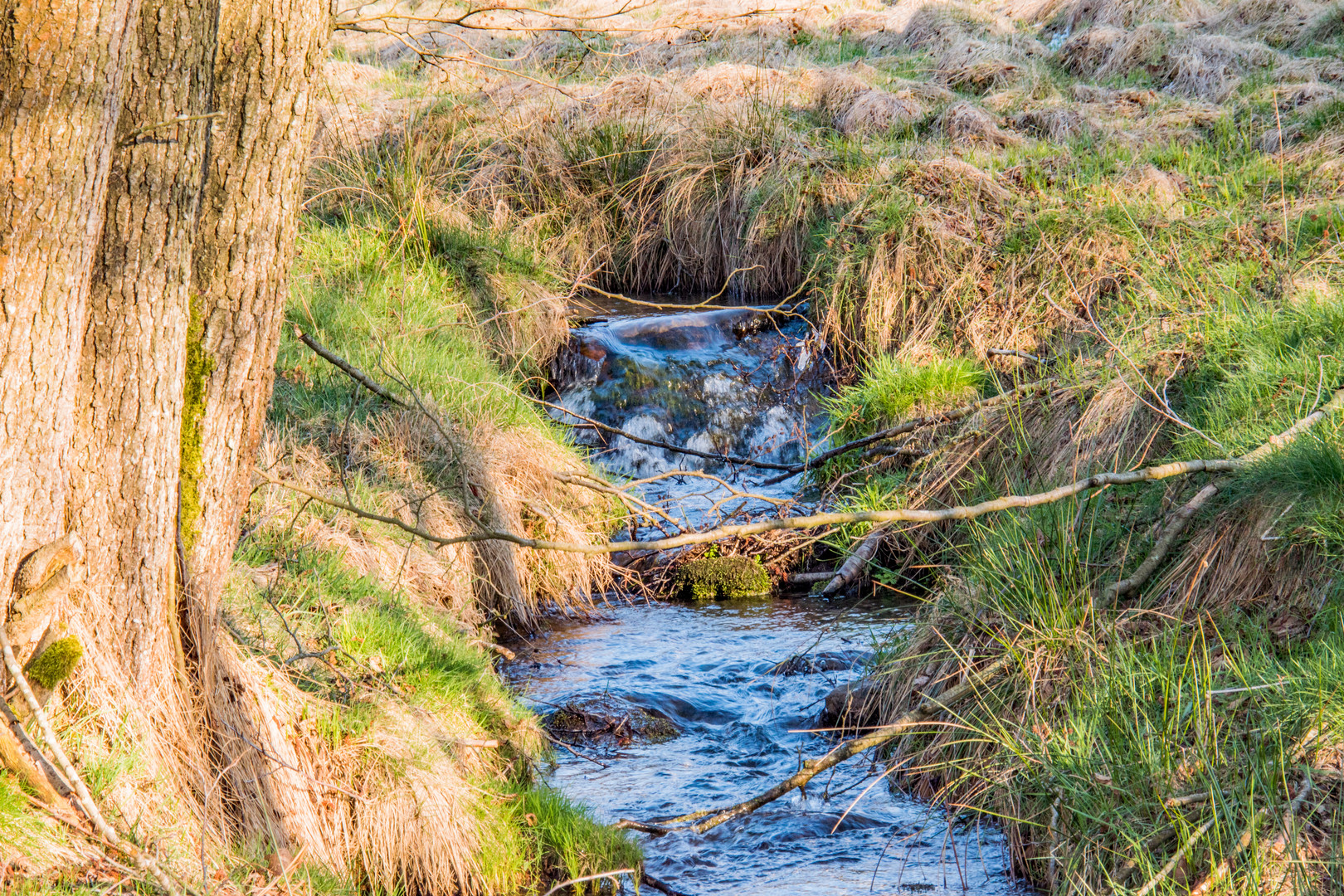 Äste über dem Wasser