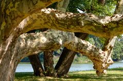 äste und stämme...