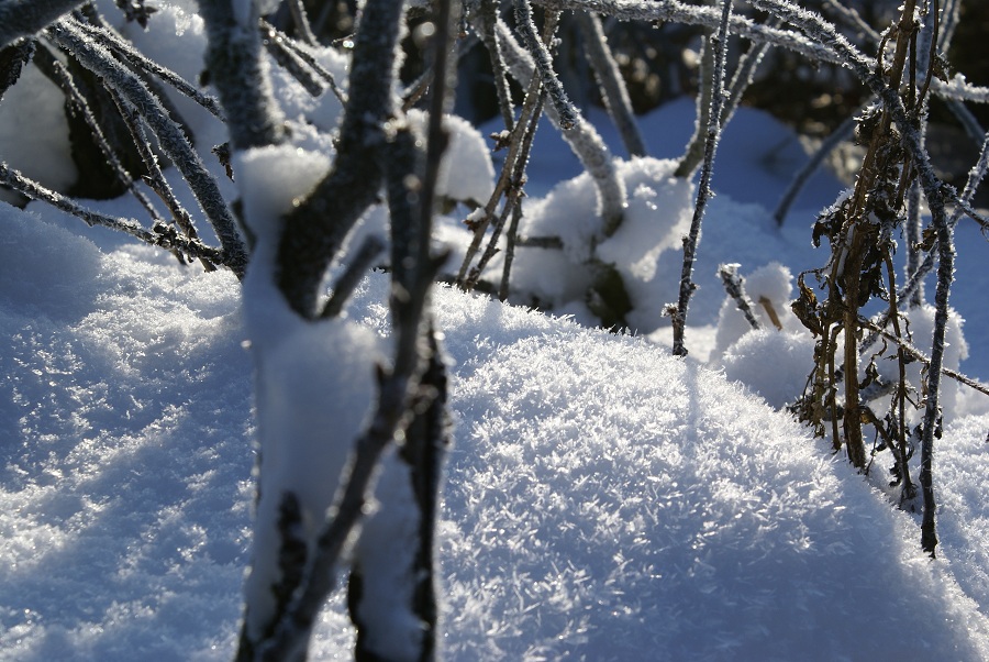 Äste voll Schnee.