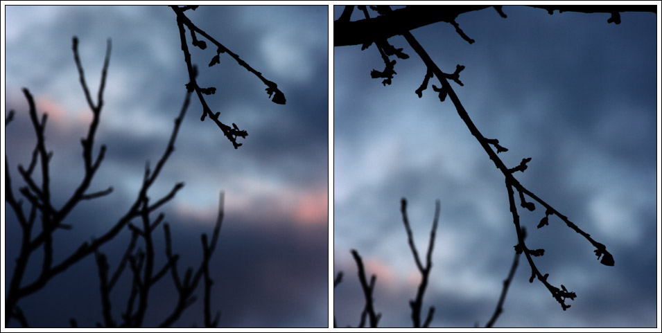 Äste vor Wolken in der Dämmerung