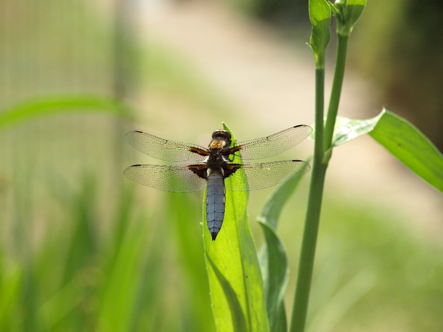 Ästhetik im Garten