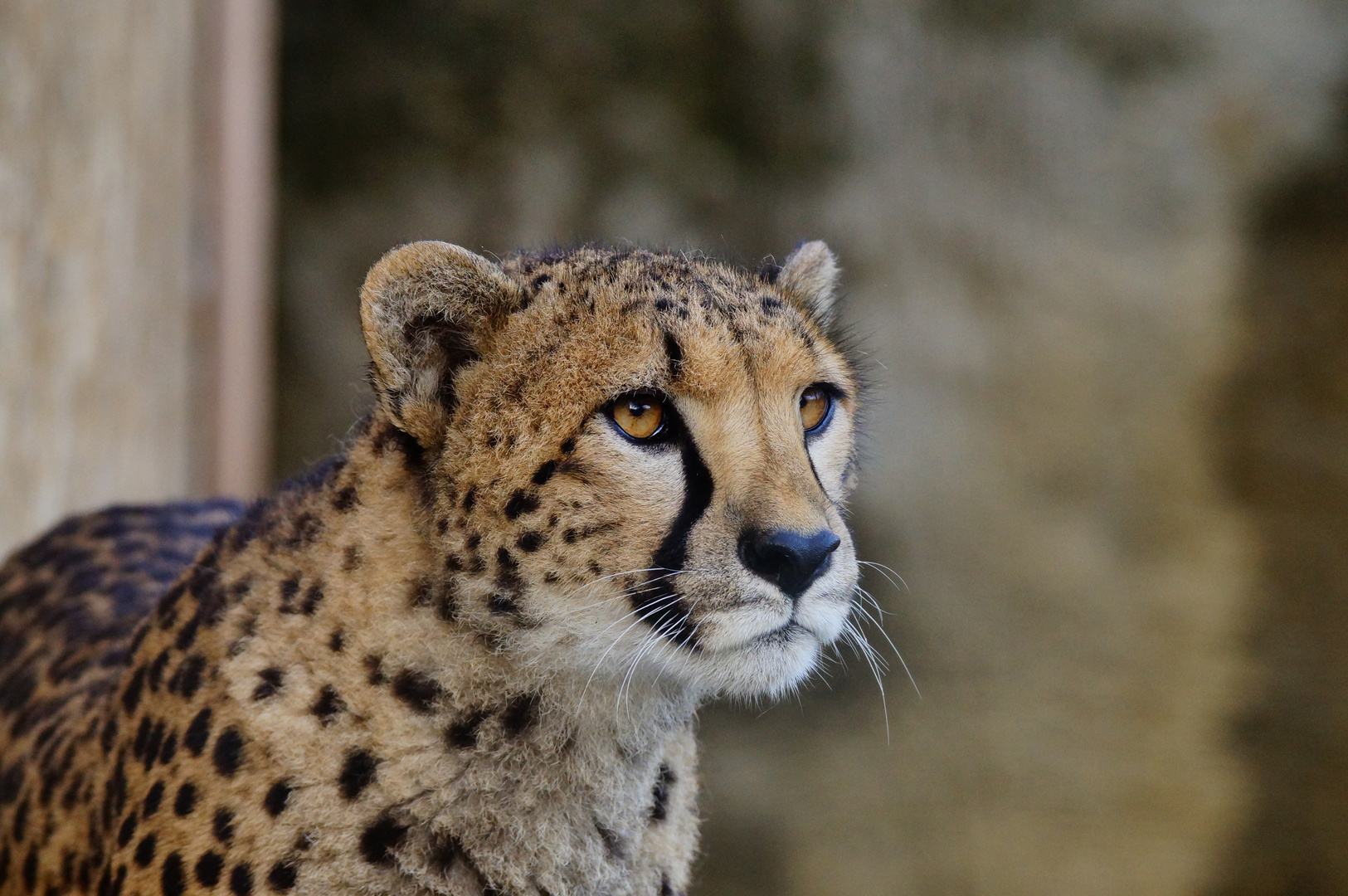 Ästhetik und Geschwindigkeit vereint in dieser Grosskatze