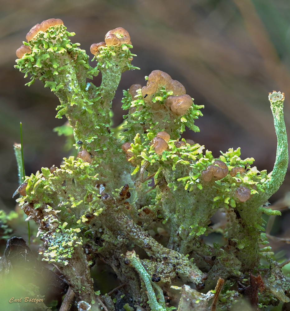 Ästige Becherflechte (Cladonia ramulosa)