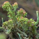 Ästige Becherflechte (Cladonia ramulosa)