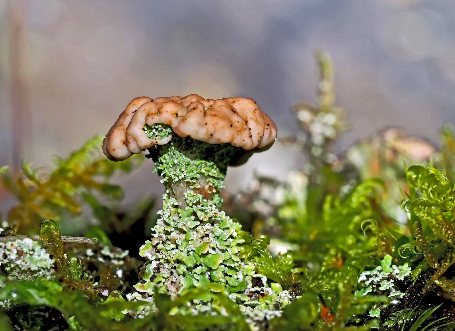 Ästige Becherflechte (Cladonia ramulosa) im tiefen Wald... - Un lichen dans la forêt!