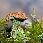 Ästige Becherflechte (Cladonia ramulosa) im tiefen Wald... - Un lichen dans la forêt!