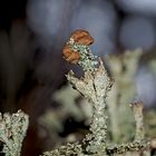 Ästige Becherflechte (Cladonia ramulosa)* - Les lichens se trouvent dans la forêt même en hiver...