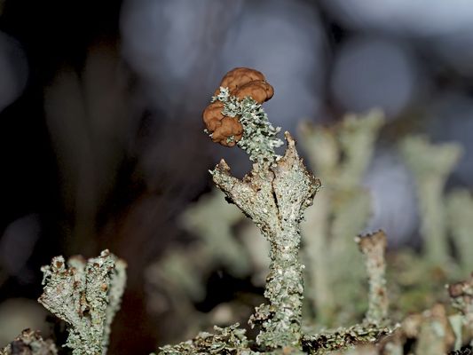 Ästige Becherflechte (Cladonia ramulosa)* - Les lichens se trouvent dans la forêt même en hiver...