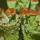  Ästige Becherflechte (Cladonia ramulosa)* - Un lichen qui pousse dans la forêt...