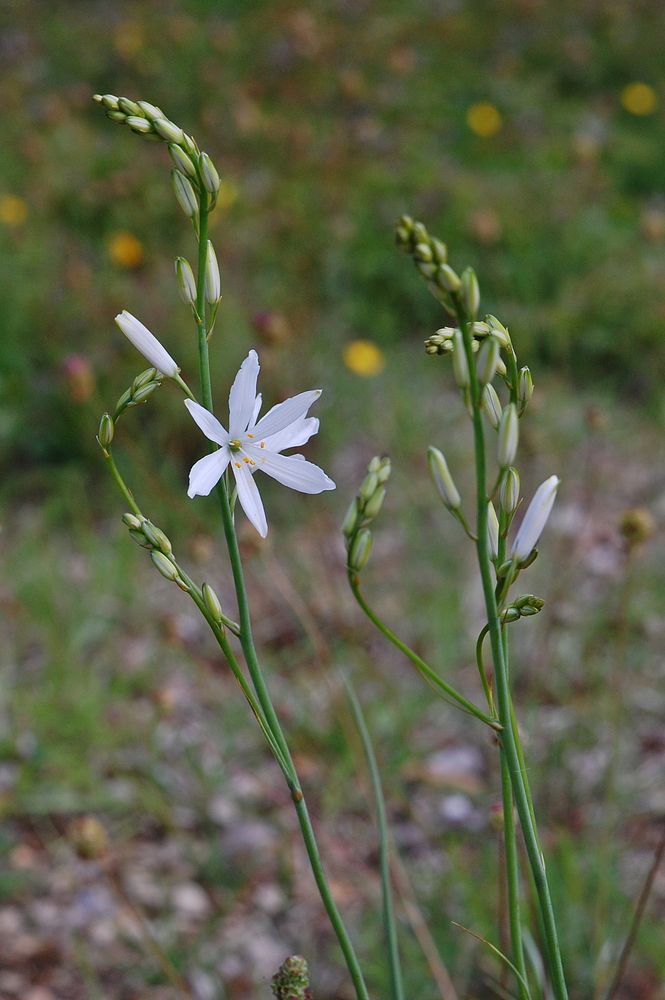 Ästige Graslilie - 20.5.12 - Kaufungen/Hessen