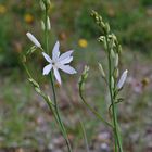 Ästige Graslilie - 20.5.12 - Kaufungen/Hessen